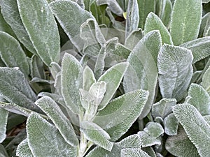 Lambâ€™s ears, Stachys byzantina or Stachys olympica Plant Photo