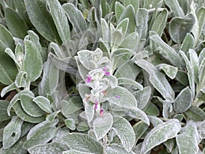 Lambâ€™s ears, Stachys byzantina or Stachys olympica Plant Photo