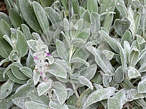 Lambâ€™s ears, Stachys byzantina or Stachys olympica Plant Photo