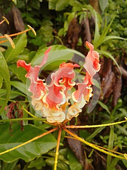 Lame lily, fire lily, gloriosa lily, glory lily, superb lily, climbing lily, and creeping lily.[citation needed]