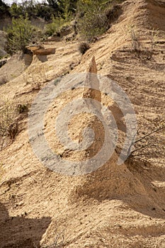 Lame Rosse photo