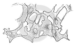 Lamella of Kitten Cornea vintage illustration