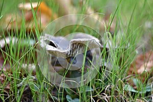 Mushroom on the edge of the forest photo