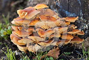 Lamella Mushrooms photo