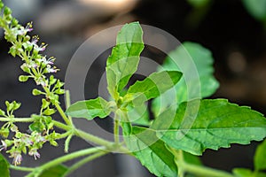 Lamiaceae flower lamiaceae is an herb