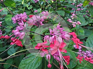 Lamiaceae is an ornamental plant originating from tropical West.