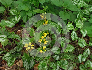 Lamiastrum galeobdolon other name Galeobdolon luteum, perennial yellow flowering herb