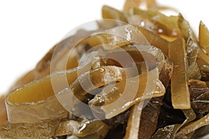 Laminaria (Kelp) Seaweed Close-Up