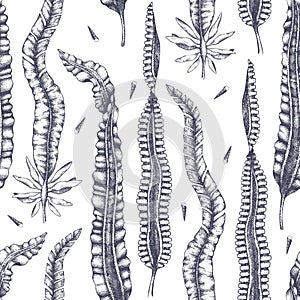 Ink hand drawn laminaria sketch sweet sea tangle, japan kelp, alaria. Vector background with highly detailed brown algae. Vintag