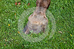 Laminitis rings on a horses hoof