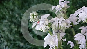 Lamium album Coccinellidae