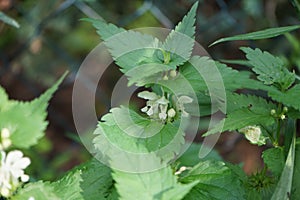 Lamium album, commonly called white nettle or white dead-nettle, is a flowering plant in the family Lamiaceae. Germany