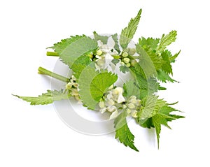 Lamium album, commonly called white nettle or white dead-nettle. Isolated