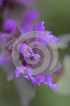 Lamium amplexicaule, commonly known as common henbit, or greater henbit, is a species of Lamium native to Europe