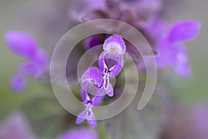 Lamium amplexicaule, commonly known as common henbit, or greater henbit, is a species of Lamium native to Europe