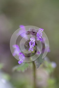 Lamium amplexicaule, commonly known as common henbit, or greater henbit, is a species of Lamium native to Europe