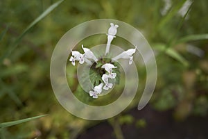 Lamium bifidum flowers