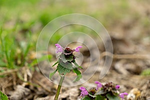 Lúčne kvety - krásne fialové kvety lamium odumretej žihľavy v prírode.
