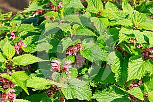 Lamium flowering