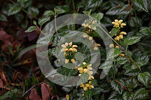 Lamium galeobdolon flowers. Lamiaceae perennial plants.