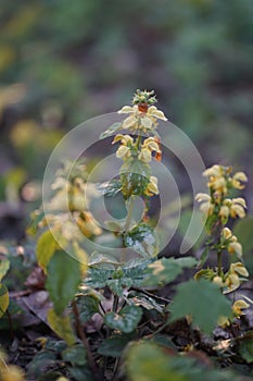 Lamium galeobdolon, yellow archangel, artillery plant, aluminium plant, or yellow weasel-snout is a widespread w