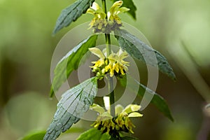 Lamium galeobdolon yellow lamiaceae wildflower growing and flowering in woodland, closeup view, green leaves
