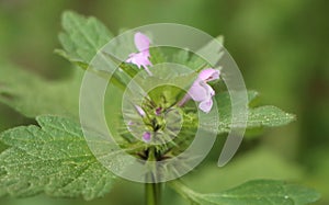 Lamium hybridum photo