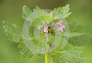 Lamium hybridum photo