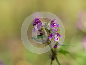 Lamium maculatum spotted dead-nettle blooming in the summer