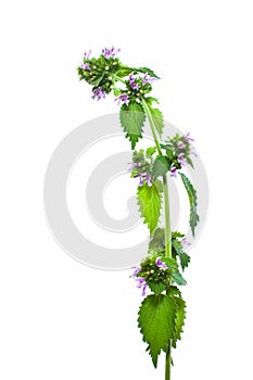 Lamium purpureum