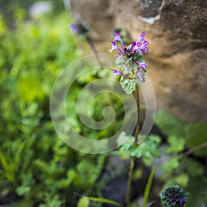 Lamium purpureum, known as red dead-nettle, purple dead-nettle,