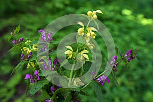 Lamium purpureum and Lamium galeobdolon in one bouquet