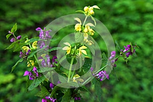 Lamium purpureum and Lamium galeobdolon in one bouquet