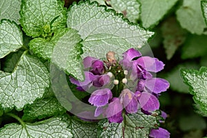 Lamium purpureum purple dead nettle in bloom