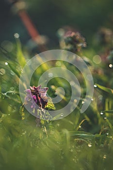 Lamium purpureum, purple dead-nettle at sunrise early in the morning with dew on the grass