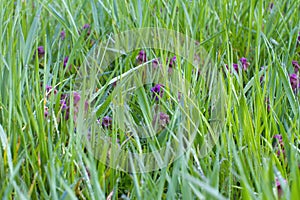 Lamium Purpureum, wild flowers - European red or purple dead-nettles