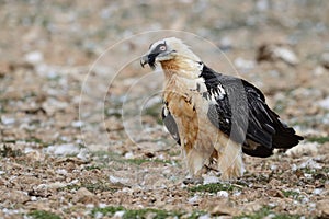 Lammergeier (Bearded vulture)