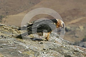 Lammergeier Bearded vulture