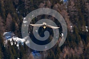 Lammergeier or Bearded Vulture, , flying bird above rock forest mountain. Rare bird, fly with snow, animal in stone habitat,
