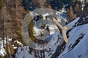 Lammergeier or Bearded Vulture, , flying bird above rock forest mountain. Rare bird, fly with snow, animal in stone habitat,