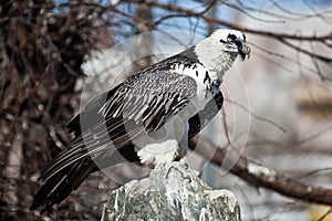 Lammergeier, Bearded Vulture, Gypaetus barbatus