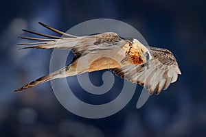 Lammergeier or Bearded Vulture, Gypaetus barbatus, flying bird above rock mountain. Rare mountain bird, fly with snow, animal in