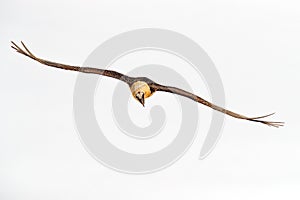 Lammergeier or Bearded Vulture, Gypaetus barbatus, flying bird above rock mountain. Rare mountain bird, fly with snow, animal in