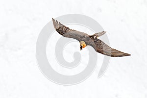 Lammergeier or Bearded Vulture, Gypaetus barbatus, flying bird above rock mountain. Rare mountain bird, fly with snow, animal in