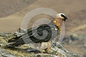 Lammergeier beared vulture