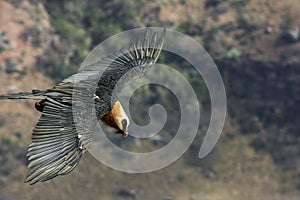 Lammergeier, Beared Vulture, Giants Castle, Kwazulu Natal, South Africa