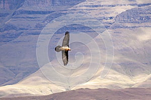Lammergeier, Beared Vulture, Giants Castle, Kwazulu Natal, South Africa