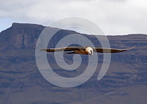 Lammergeier, Beared Vulture, Giants Castle, Kwazulu Natal, South Africa