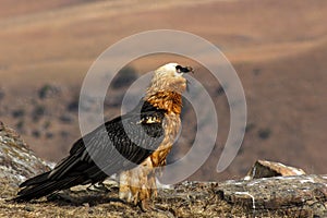 Lammergeier, Beared Vulture, Giants Castle, Kwazulu Natal, South Africa