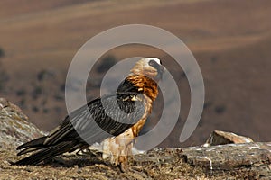 Lammergeier, Beared Vulture, Giants Castle, Kwazulu Natal, South Africa